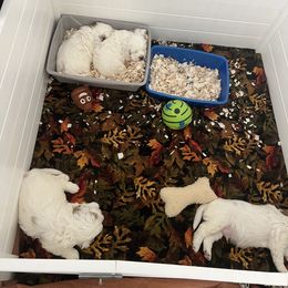 Clumber Spaniel Puppies from Briton Clumber Spaniels