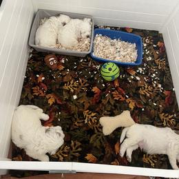 Clumber Spaniel Puppies from Briton Clumber Spaniels