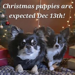 Chihuahua puppies from Chosen Chihuahuas