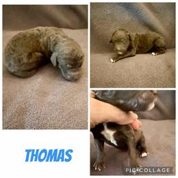Thomas - Brown male Poodle puppy in Piqua, Kansas from Legacy Farms Standard Poodles