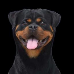 Spica - Rottweiler