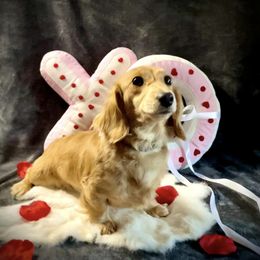 Ivy - Dachshund