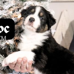Doc - Black tri-color male Australian Shepherd puppy in Keytesville, Missouri from Dogwood Lane Canine