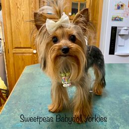 Salley - Yorkshire Terrier