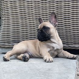 French Bulldog Puppies from Ranch Royale