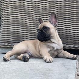 French Bulldog Puppies from Ranch Royale