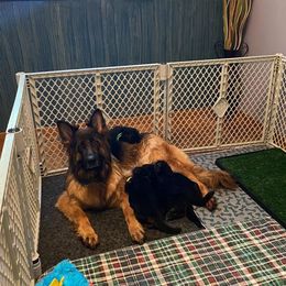 German Shepherd Puppies from LakeView Shepherds