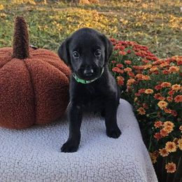 Green Collar Male - Black male Labrador Retriever puppy in Lubbock, Texas from Bentwood Cove Kennel