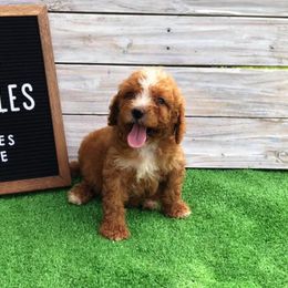 Poodle Puppies from Goldens Galore