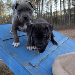 American Bully and American Pit Bull Terrier Puppies from Terminal Velocity Kennels LLC