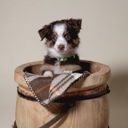 Boy 2 - Red tri male Toy Australian Shepherd puppy in Fresno, California from Duarte's Paw Blessings