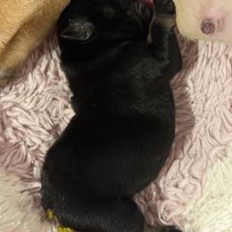 Bunkhouse Litter-Colby - Black and tan male French Bulldog puppy in Kalispell, Montana from Grace & Grit Frenchies