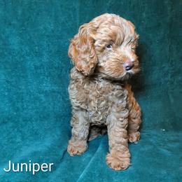 Juniper - Buff male Cockapoo puppy in Sunset, Louisiana from Cano Cockapoos