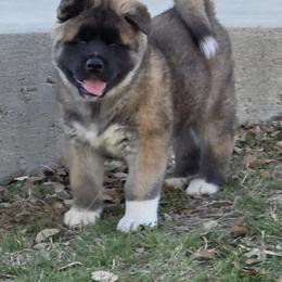 Akita Puppies from Folklore Akitas
