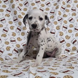 Jelly Filled Donut- Periwinkle - White and black female Dalmatian puppy in Claremore, Oklahoma from Lotsofdots Dalmatians