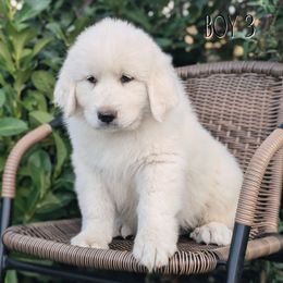 Boy 3 Black - White male Great Pyrenees puppy in Yakima, Washington from Naches Heights Ranch