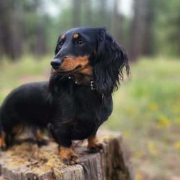 Dachshunds from Aradox Show Dogs