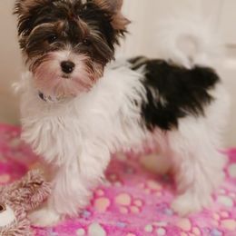 Biewer Terrier puppies from Noble Legacy Biewers