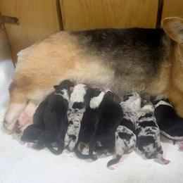 American Corgi puppies from DnD Corgis