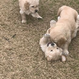 Golden Retriever Puppies from Daniel Ranch Golden Retrievers