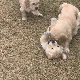 Golden Retriever Puppies from Daniel Ranch Golden Retrievers