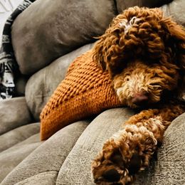 Goldendoodles and Poodles from Pleasant Ridge Doodles & Poodles