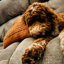 Goldendoodles and Poodles from Pleasant Ridge Doodles & Poodles