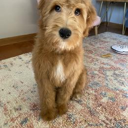 Rocky - Apricot male Goldendoodle puppy in Platteville, Wisconsin from Beck Kennel