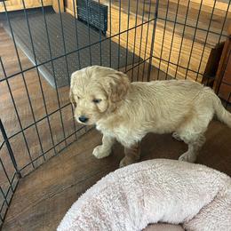 Bella - Cream female Goldendoodle puppy in Winchester, Virginia from Morningstar Goldendoodles
