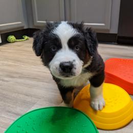 Australian Shepherd Puppies from MilkyWay Aussies with Tails