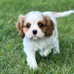 Nana formerly Girl 2 - Blenheim Cavalier King Charles Spaniel puppy in Bethel, Pennsylvania from LanTre Valley Cavaliers