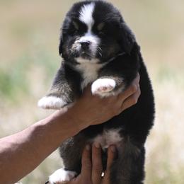 Bernese Mountain Dog, Golden Mountain Dog, and Golden Retriever Puppies from Grateful Bernese & Gage's Goldens