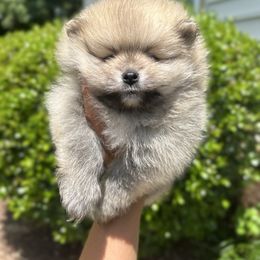 Boy 2 - Cream sable male Pomeranian puppy in Yorktown, Virginia from Amore Pomeranians
