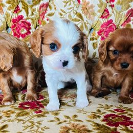 Cavalier King Charles Spaniels from Echo Valley Cavaliers