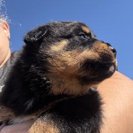 Male 943 - Black and mahogany male Rottweiler puppy in Ocala, Florida from Southeast Companion & Protection Dogs