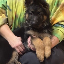 Red and black 1 - Black and red female German Shepherd puppy in Lordstown, Ohio from Jewels German Shepherd