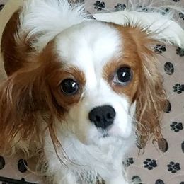 Duchess - Cavalier King Charles Spaniel