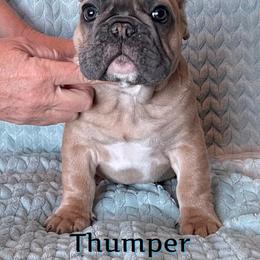 French Bulldog Puppies from Queenbeebullies