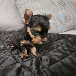Eleanor - Black and tan female Yorkshire Terrier puppy in Sidney, Ohio from Little Yorkie World