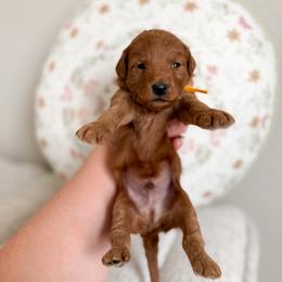 Oreo - Red  male Goldendoodle puppy in Billings, Montana from Montana Raised Doodles