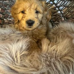 Big Red - Red  male Goldendoodle puppy in Corona, California from SoCalFamilyFrenchies, Doodles and more
