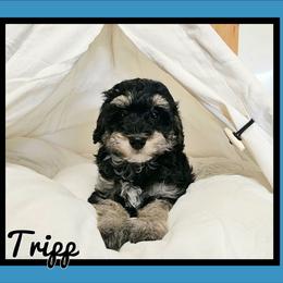 Tripp - Black and white male Schnoodle puppy in Lebanon, Missouri from Cedar Glades Canines