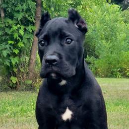 F2 - Black female Cane Corso puppy in Chisago City, Minnesota from Twin Cities Cane Corso