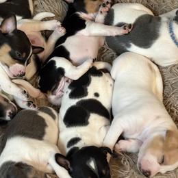 Rat Terriers from Pets Are Priceless Ratties