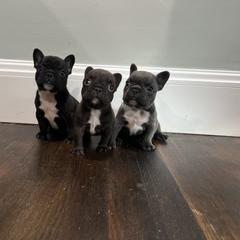 French Bulldog Puppies from Kayla's French Bulldogs