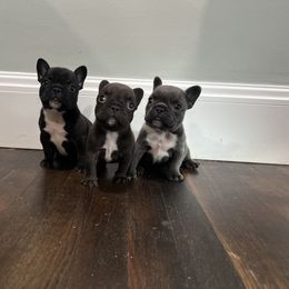 French Bulldog Puppies from Kayla's French Bulldogs