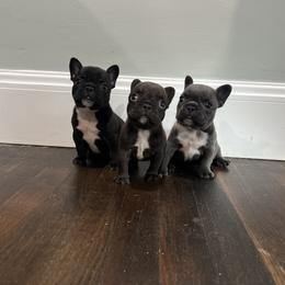 French Bulldog Puppies from Kayla's French Bulldogs