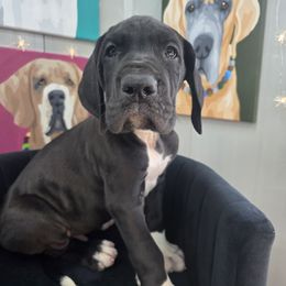 Kev - Black male Great Dane puppy in Granby, Missouri from HCR Great Danes