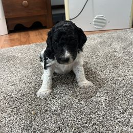 Aussiedoodle and Poodle Puppies from Covington Acres