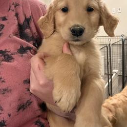 Girl 1 - Golden female Golden Retriever puppy in Murrieta, California from The Golden Leash Kennels